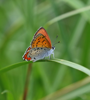 Bronze Copper